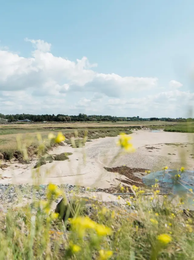 Champ avec des fleurs jaunes et un plan d'eau en arrière-plan sous un ciel bleu