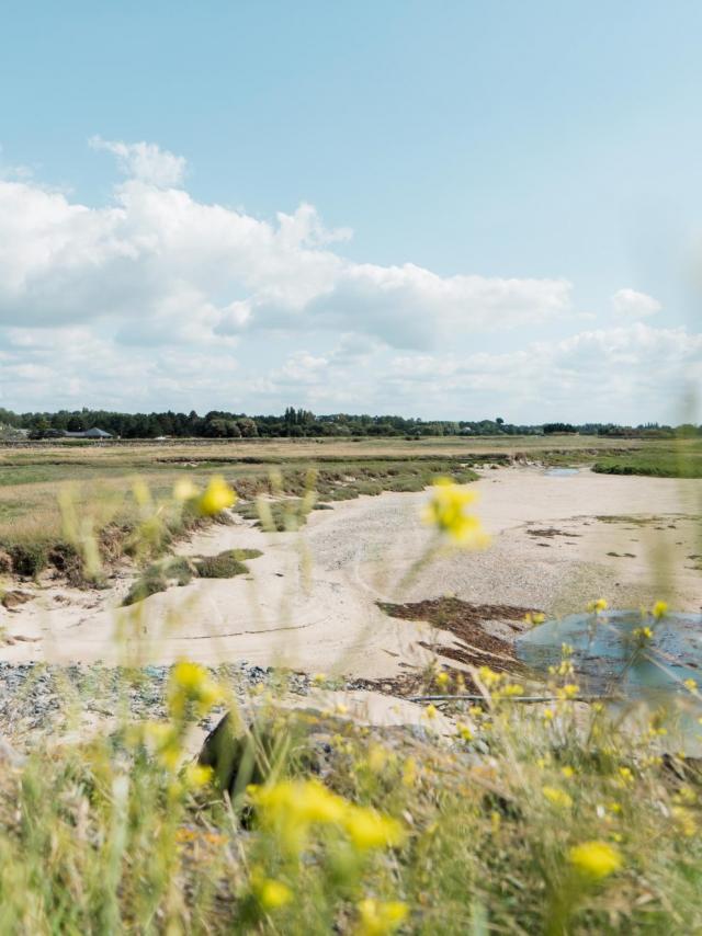 Field with yellow flowers and a body of water in the background under a blue sky