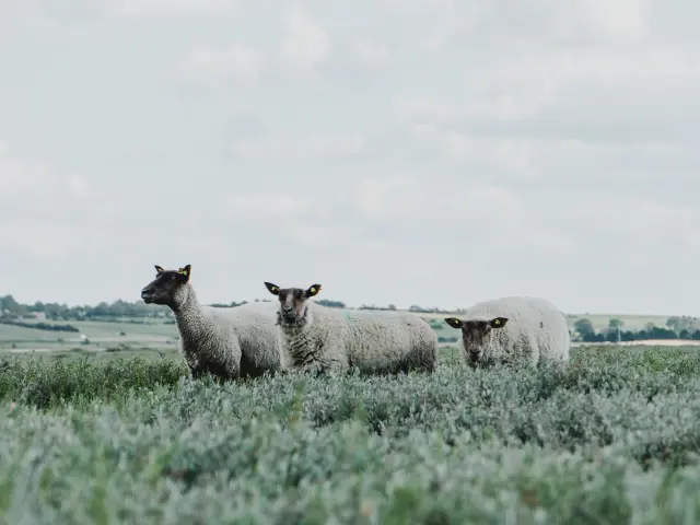 Trois moutons dans un champ herbeux sous un ciel nuageux