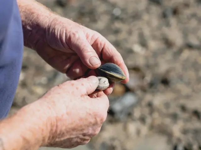Hände halten eine Muschel am Strand