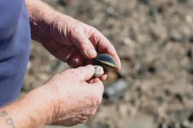Mains tenant un coquillage sur une plage