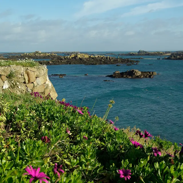 Côte rocheuse avec des fleurs violettes et un mur de pierre
