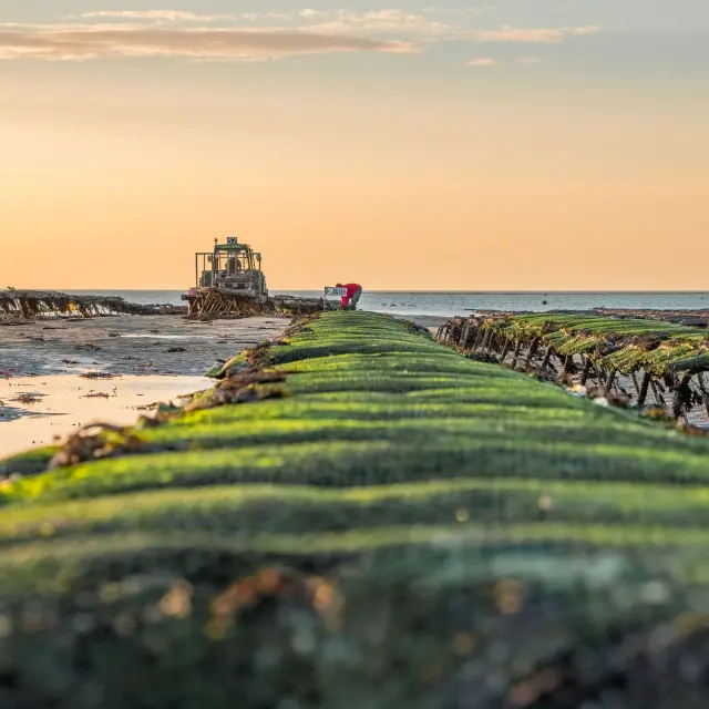 Boat stranded on green algae at low tide