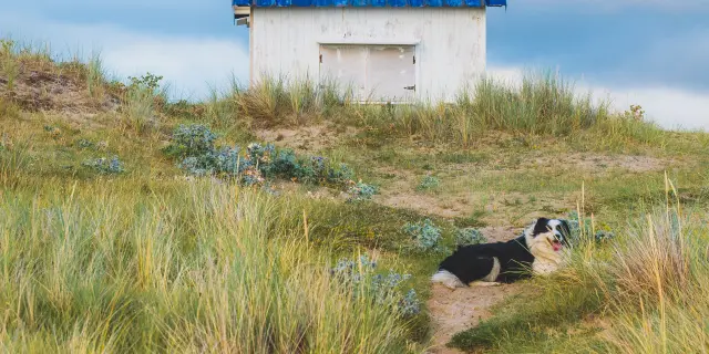 Un chien noir et blanc allongé sur un chemin de terre menant à un petit chalet blanc avec un toit bleu
