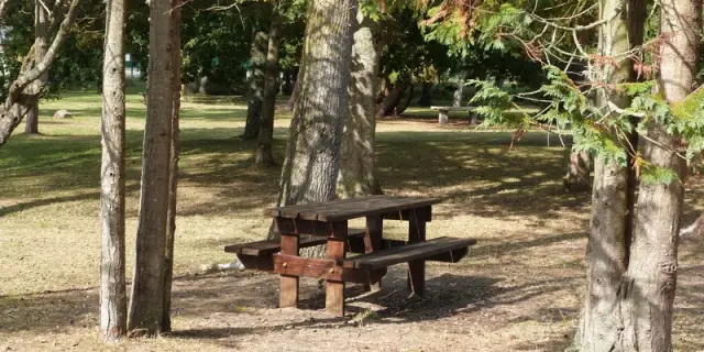 Table de pique-nique en bois entourée d'arbres dans une forêt