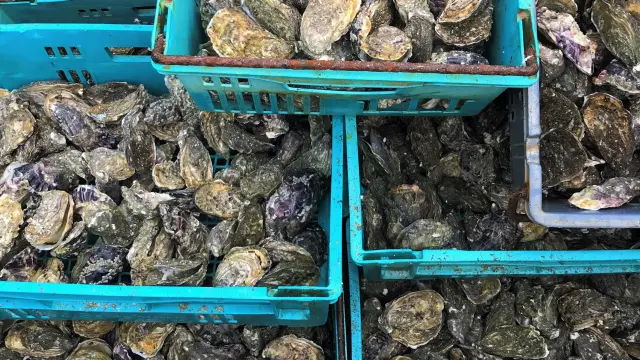 Plusieurs paniers bleus remplis d'huîtres fraîches