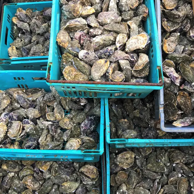 Several blue baskets filled with fresh oysters
