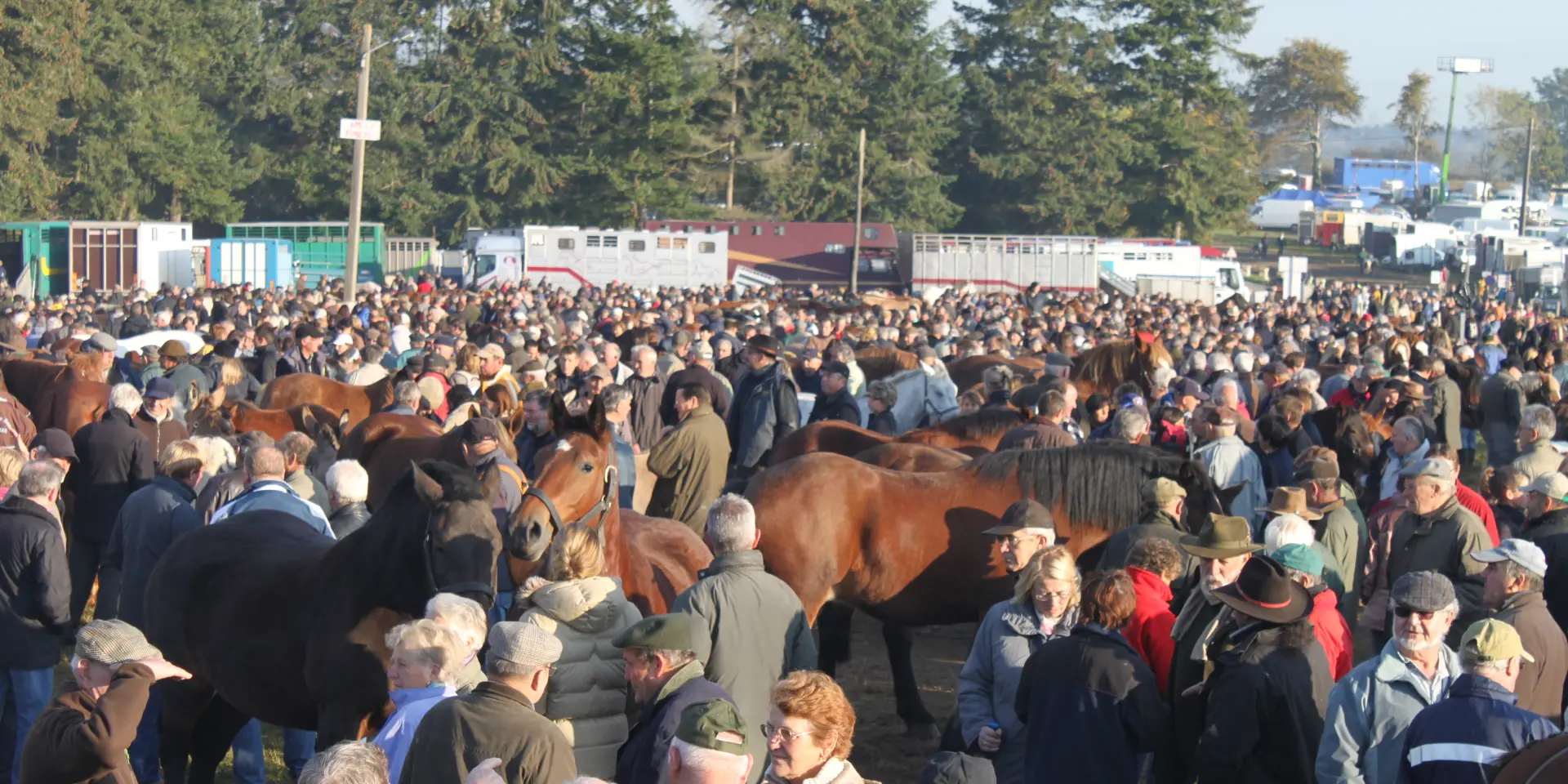 Foire aux chevaux à la foire de Gavray sur Sienne