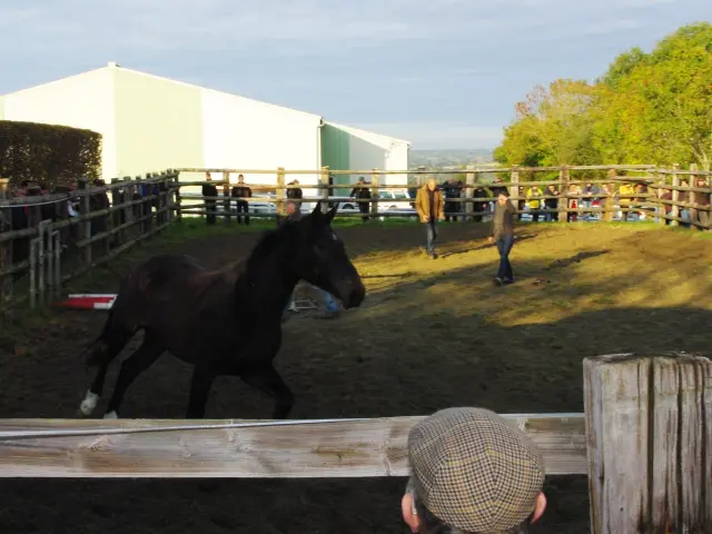 Un cheval noir galope dans un enclos en bois à la foire de Gavray sur Sienne