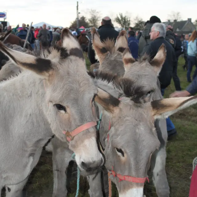 Deux ânes grisonnants à la foire de Gavray sur Sienne