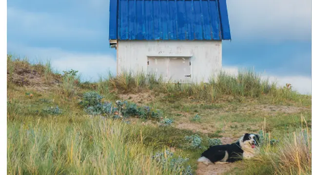 Ein Hund läuft auf einem Weg in der Nähe einer blauen Hütte