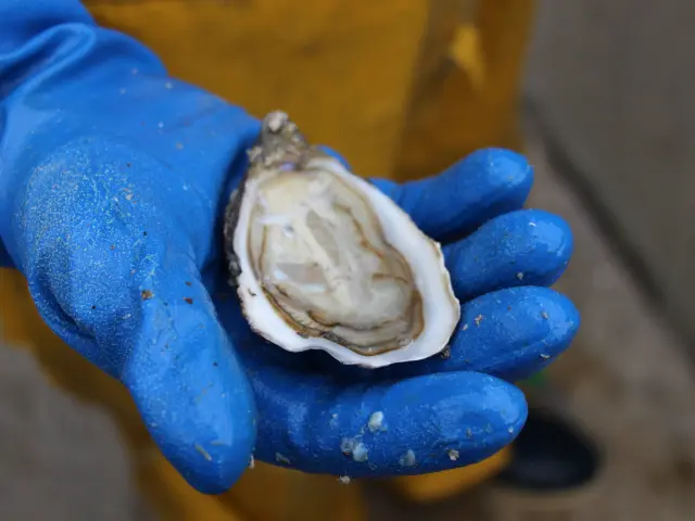 A blue-gloved hand holds an open oyster