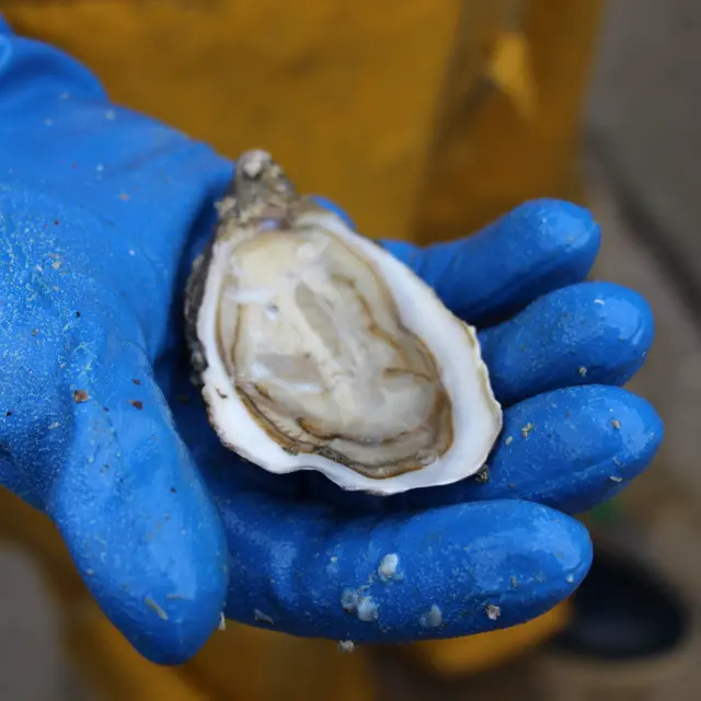 Une main gantée de bleu tient une huître ouverte