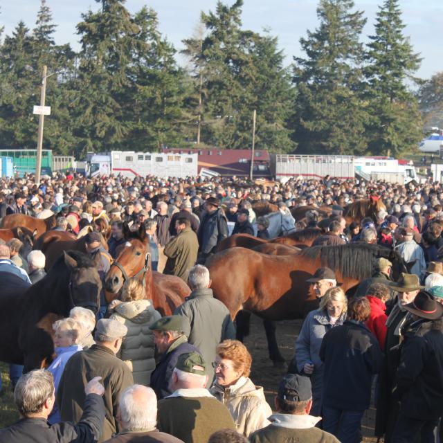 Foire aux chevaux à la foire de Gavray sur Sienne
