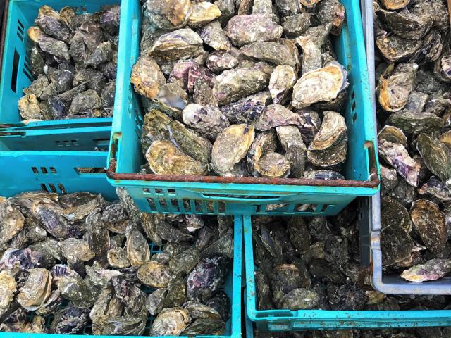 Plusieurs paniers bleus remplis d'huîtres fraîches