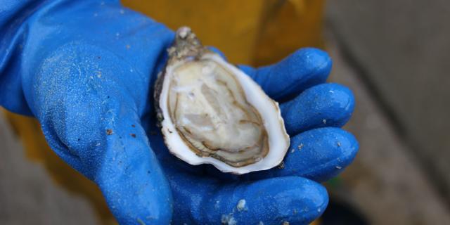 A blue-gloved hand holds an open oyster