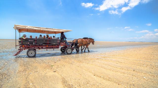 Une calèche tirée par un cheval sur une plage de sable