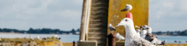A group of seagulls on a dock near the water