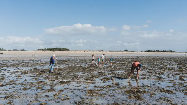 Personnes cherchant des coquillages sur une plage à marée basse