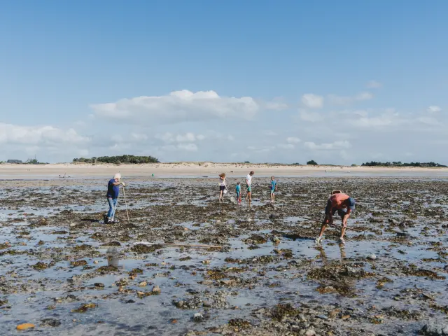 People searching for shells on a beach at low tide