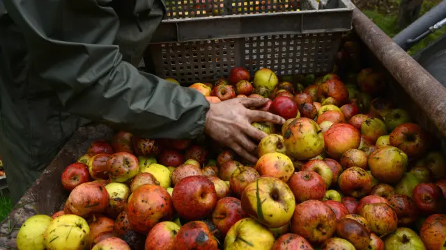 Des mains trient des pommes dans une cagette en plastique