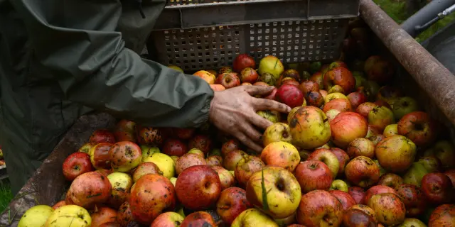 Hands sorting apples in a plastic crate
