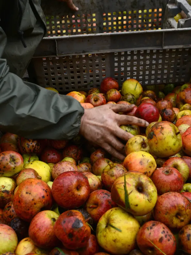 Des mains trient des pommes dans une cagette en plastique