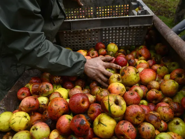 Des mains trient des pommes dans une cagette en plastique