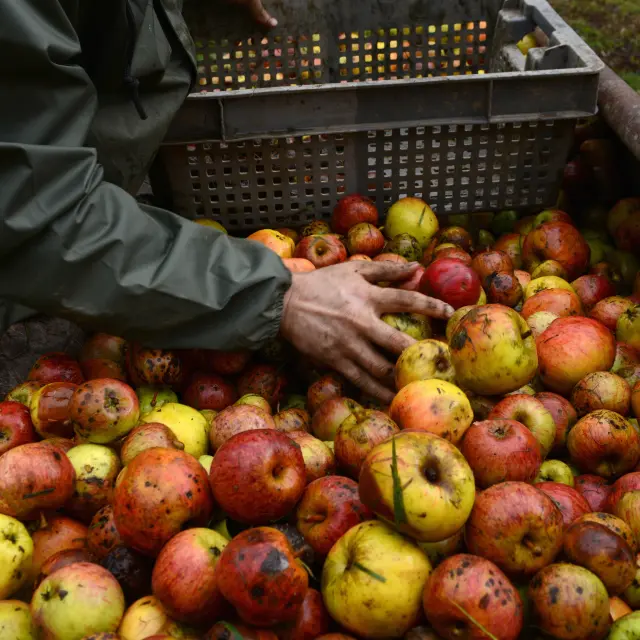 Hands sorting apples in a plastic crate