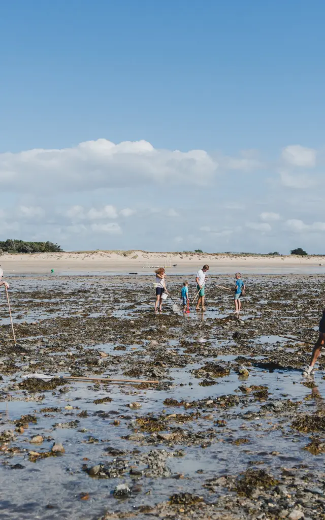 Several people walking and searching for shells on a muddy beach