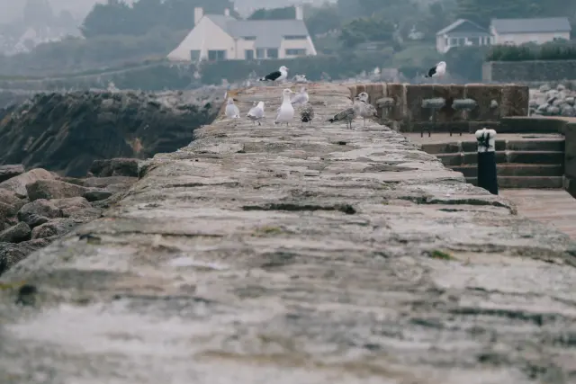 Several seagulls standing on an old stone quay