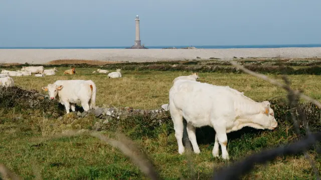 Cows grazing near a lighthouse on a beach