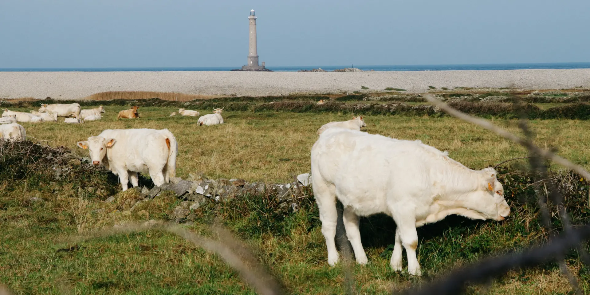 Kühe grasen in der Nähe eines Leuchtturms am Strand