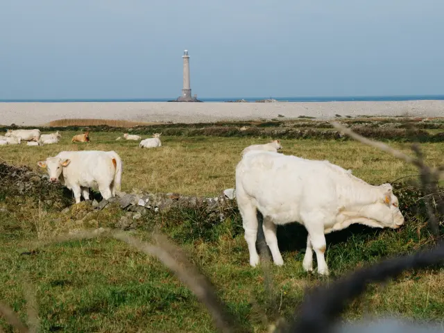 Vaches paissant près du phare de Goury