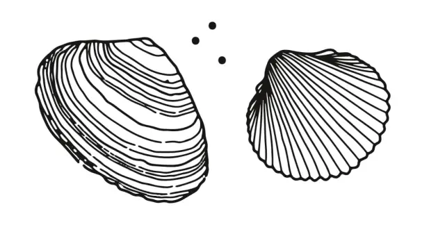 Deux coquillages