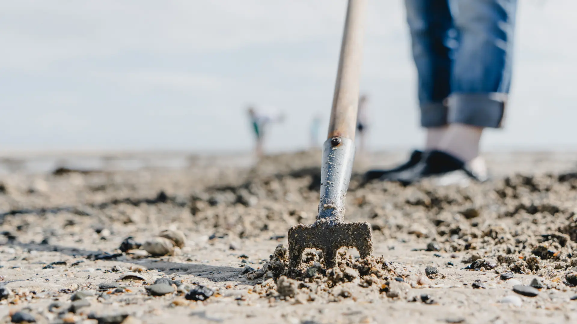 Griffe sans le sable à la pêche à pied à Agon Coutainville