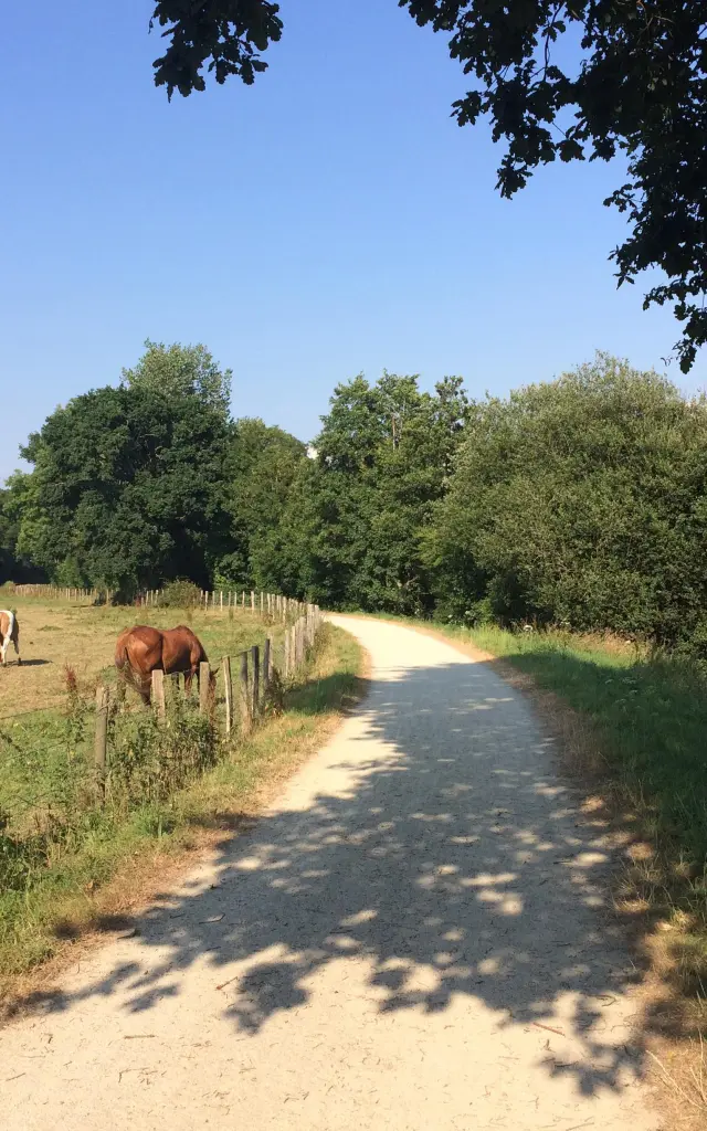 Chevaux en pâturage le long de la voie verte