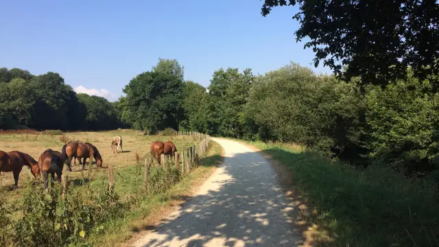 Pferde grasen in der Nähe eines Feldwegs