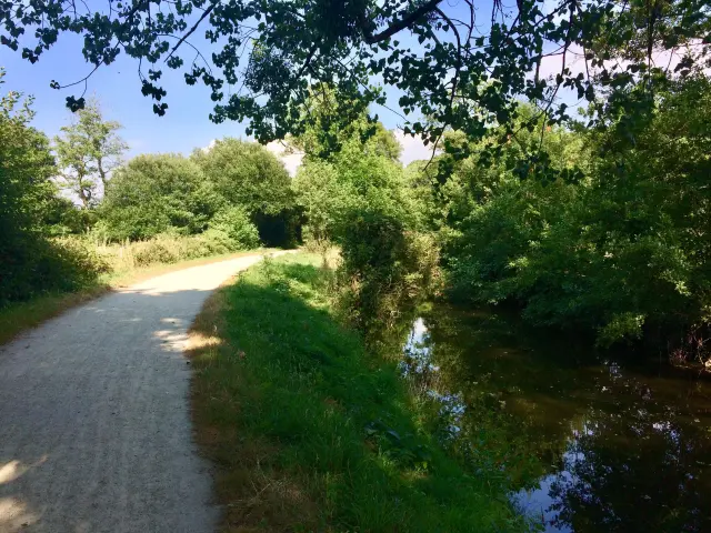 Weg, der entlang eines kleinen Bachs verläuft, umgeben von Bäumen und Vegetation
