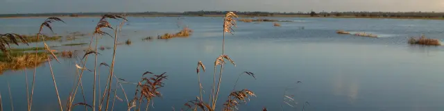 Ruhiger See mit Schilf und blauem Himmel beim Sonnenuntergang