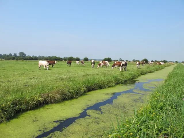 Eine Gruppe von Kühen, die auf einer grünen Wiese mit einem kleinen Bach grasen