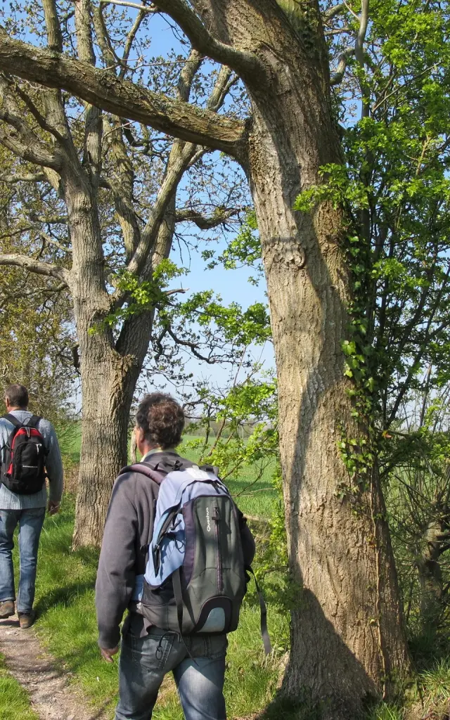 Zwei Personen gehen auf einem Waldweg