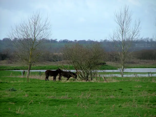 Zwei Pferde grasen auf einer grünen Wiese mit Bäumen und einem Bach im Hintergrund