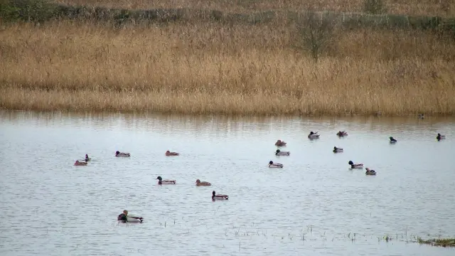 Eine Gruppe von Enten schwimmt in einem Teich umgeben von hohem Gras