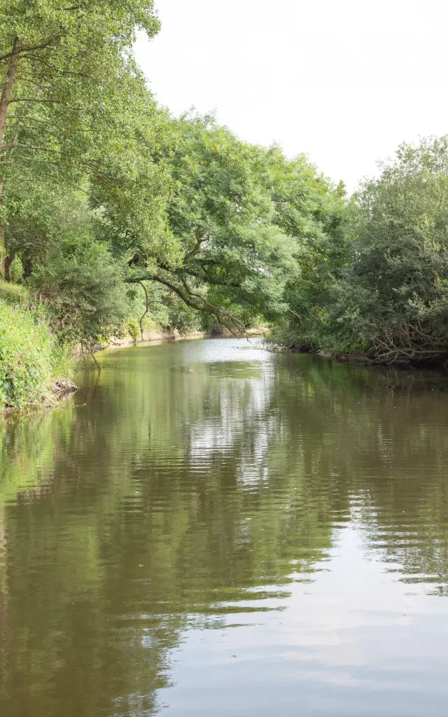 A calm river surrounded by lush green trees