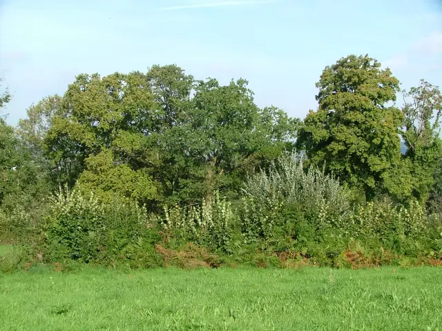 Green trees and bushes in a grassy field