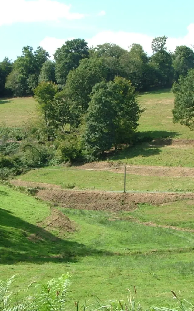 Grassy field with trees and patches of bare earth