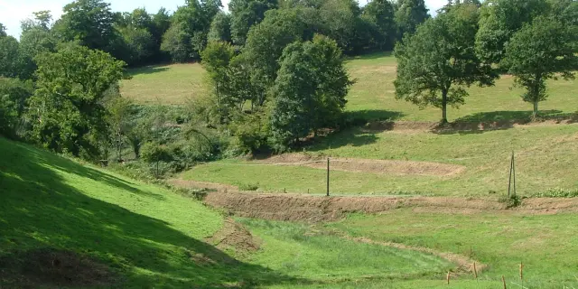 Grassy field with trees and patches of bare earth