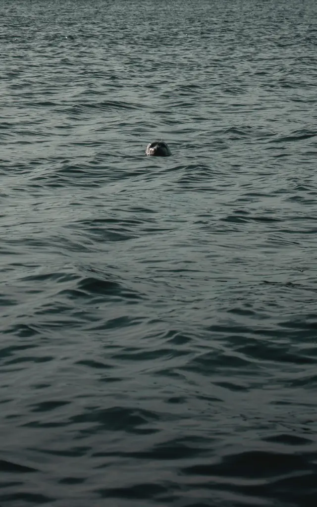 Head of a seal emerging from the water