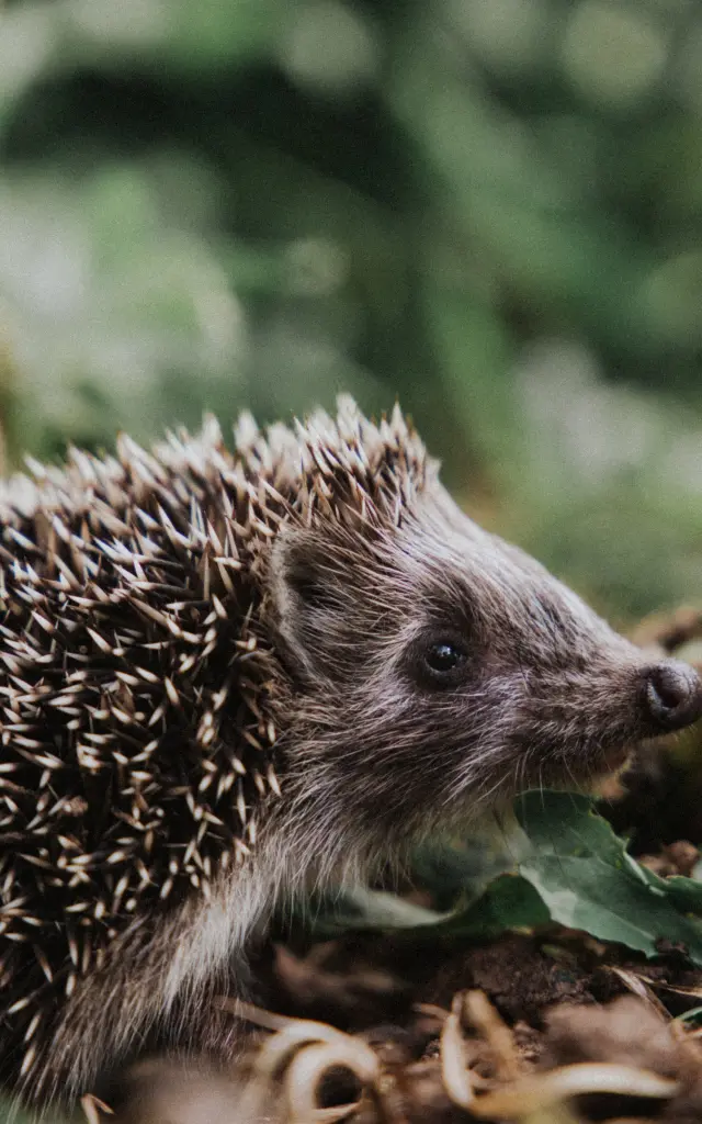 A hedgehog with its sharp spines
